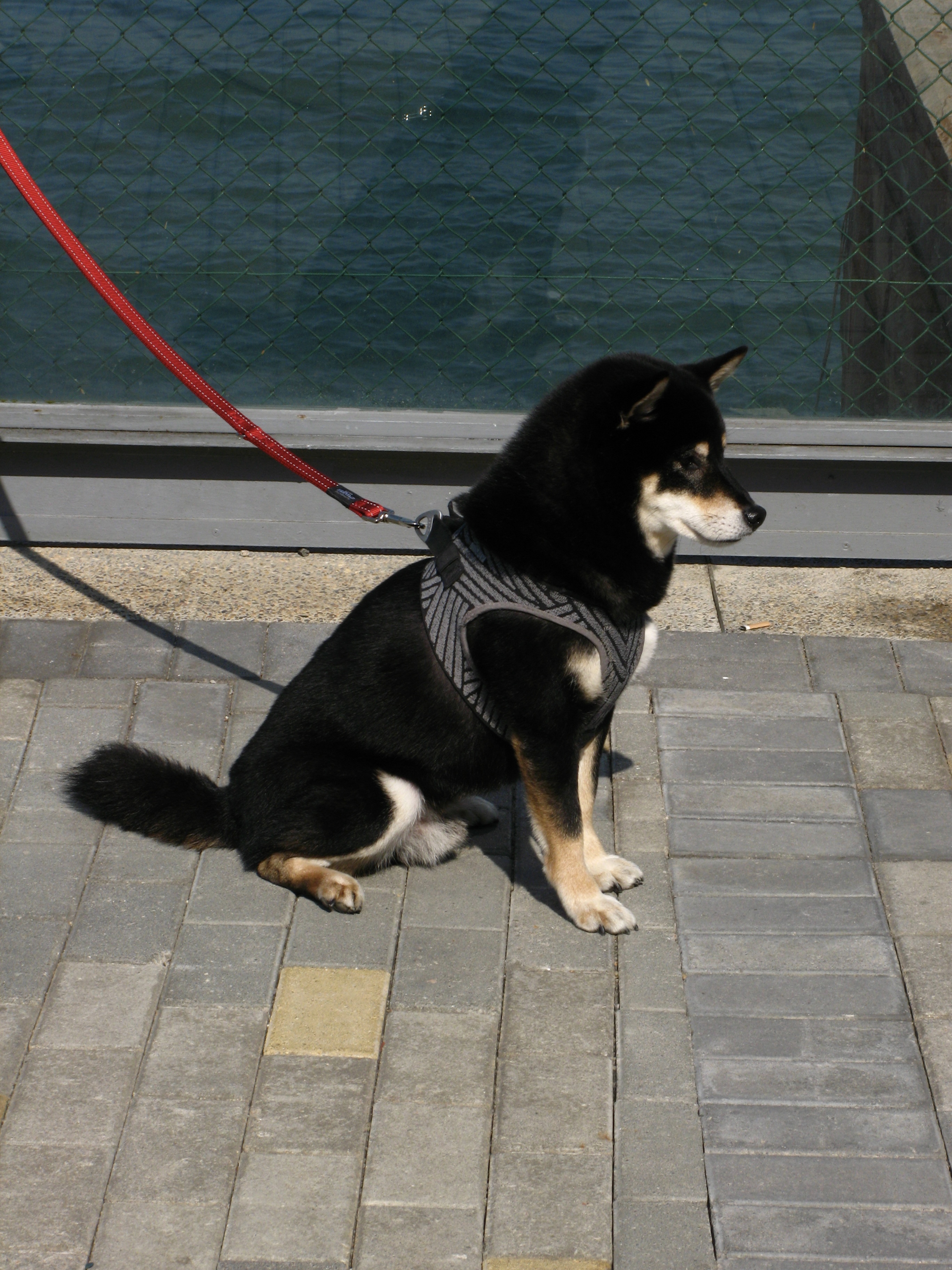 dog in Kennedy Town
